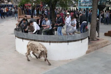 Jornada de Bous al carrer en las fiestas de Jesús Nazareno (7)