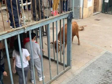 La vaquilla enviste a los cadafales