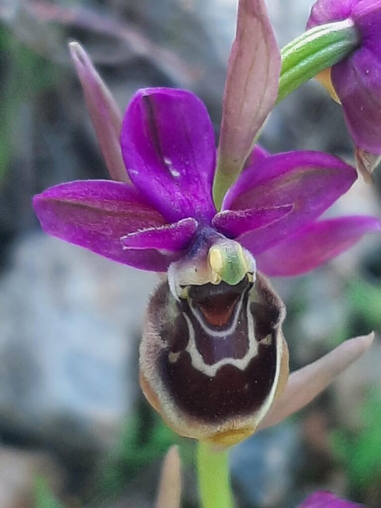 Orquídea Ophrys x peltieri híbrido