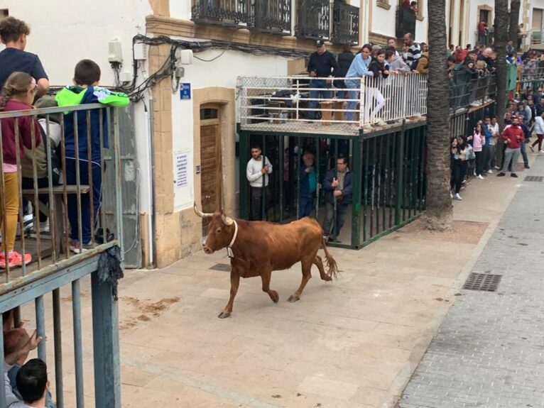 Vaca en la primera tarde de toros de Xàbia