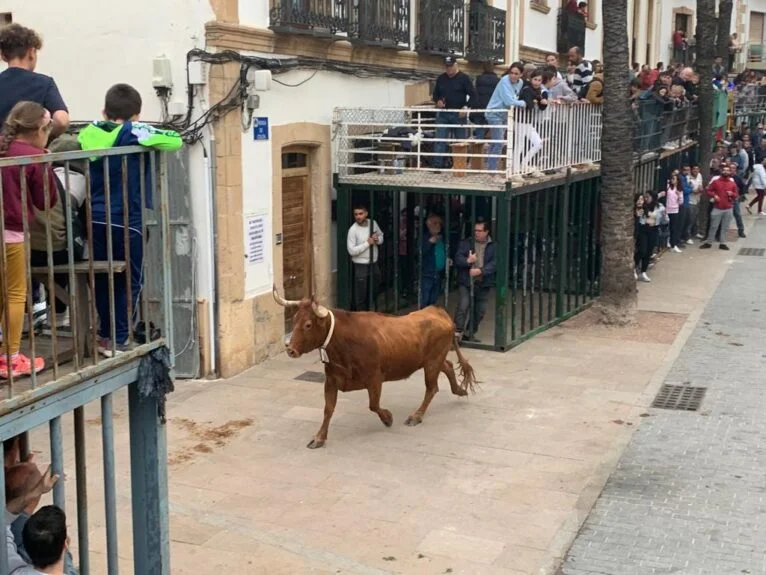 Корова в первый день корриды в Хавеях
