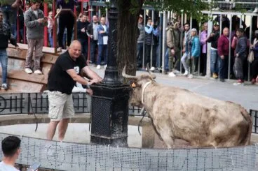 Bous al carrer en las fiestas de Jesús Nazareno