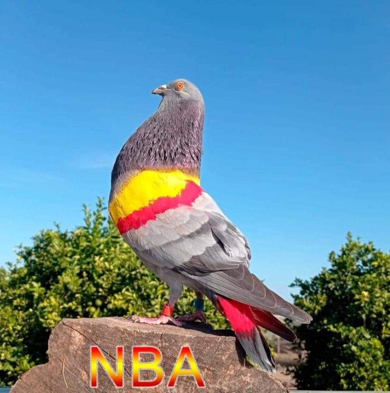 The pigeon of Xàbia, NBA
