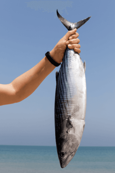 El pescado más fresco en Dénia