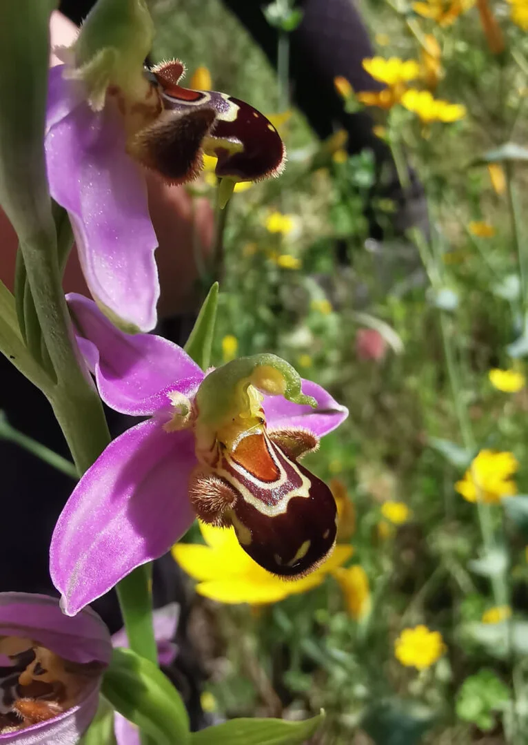 Orquídea silvestre en Xàbia
