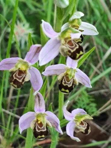Paseo por las orquideas