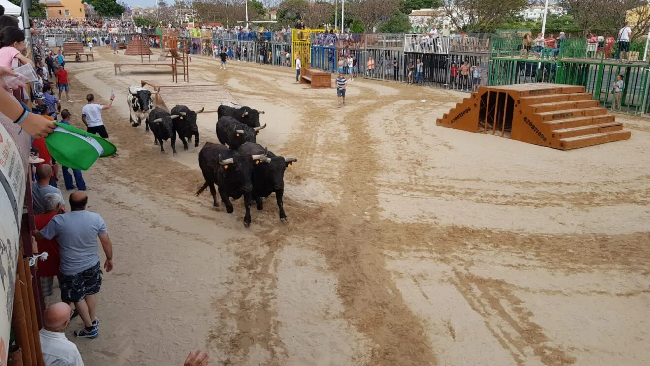 Sesión taurina de Bous al carrer en fiestas de Fogueres Xàbia