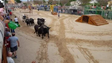 Sesión taurina de Bous al carrer en fiestas de Fogueres Xàbia