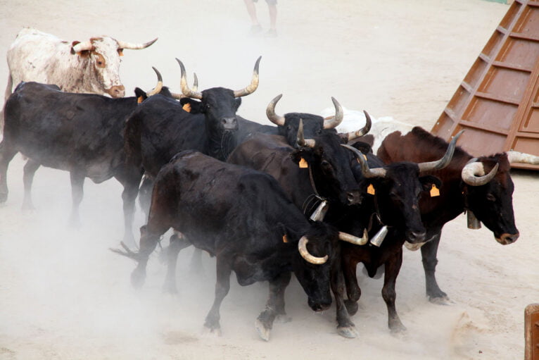 Entrada de toros y vacas en Les Fogueres de Xàbia 2022
