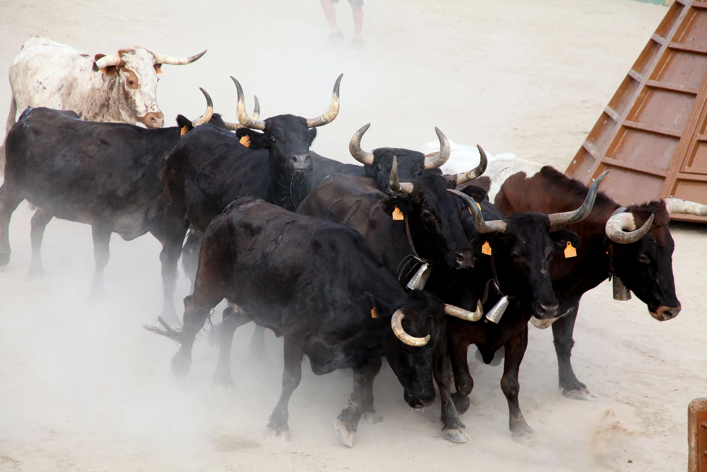 Entrada de toros y vacas en Les Fogueres de Xàbia 2022