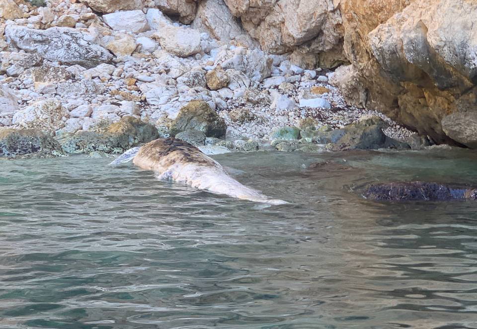 Aparece un cetáceo muerto en la zona de En Caló