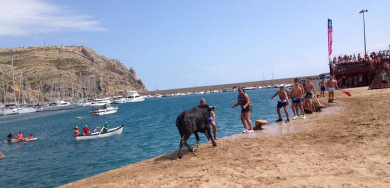 Bous a la Mar  Xàbia