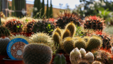 Comprar cactus en Ondara – Monverd