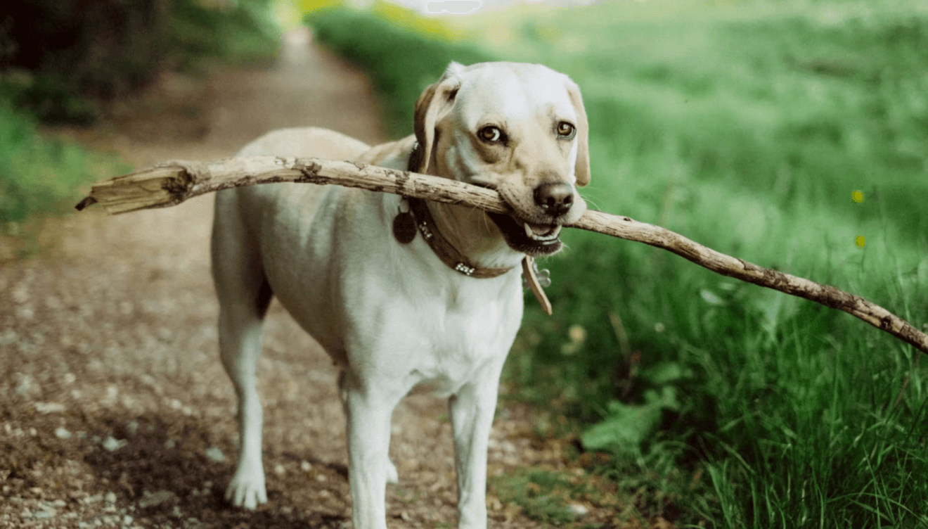 Evita que tu perro realice ejercicio físico a altas temperaturas