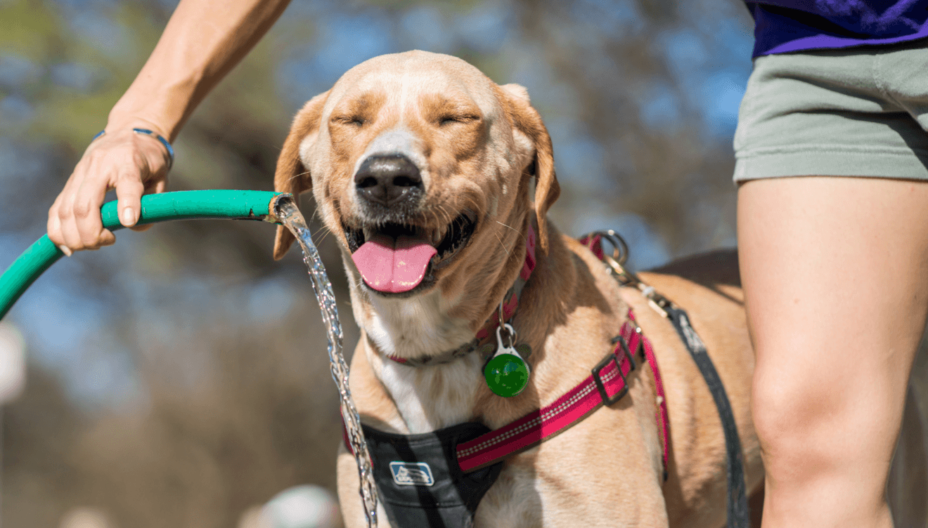 Mantén a tu perro hidratado en verano