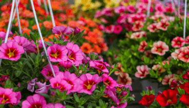Plantas para tu jardín en Monverd
