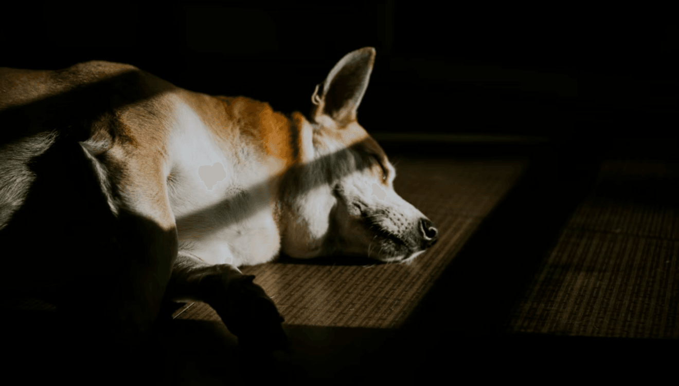 Tu perro deberá disponer de sombra