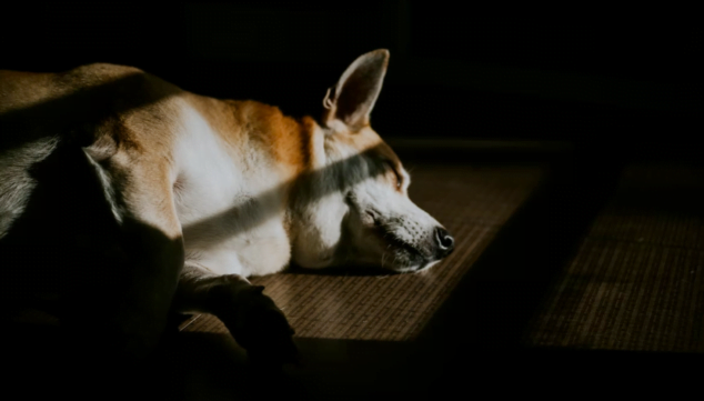Imagen: Tu perro deberá disponer de sombra