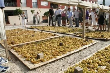 La uva escaldada se reparte en cañizos