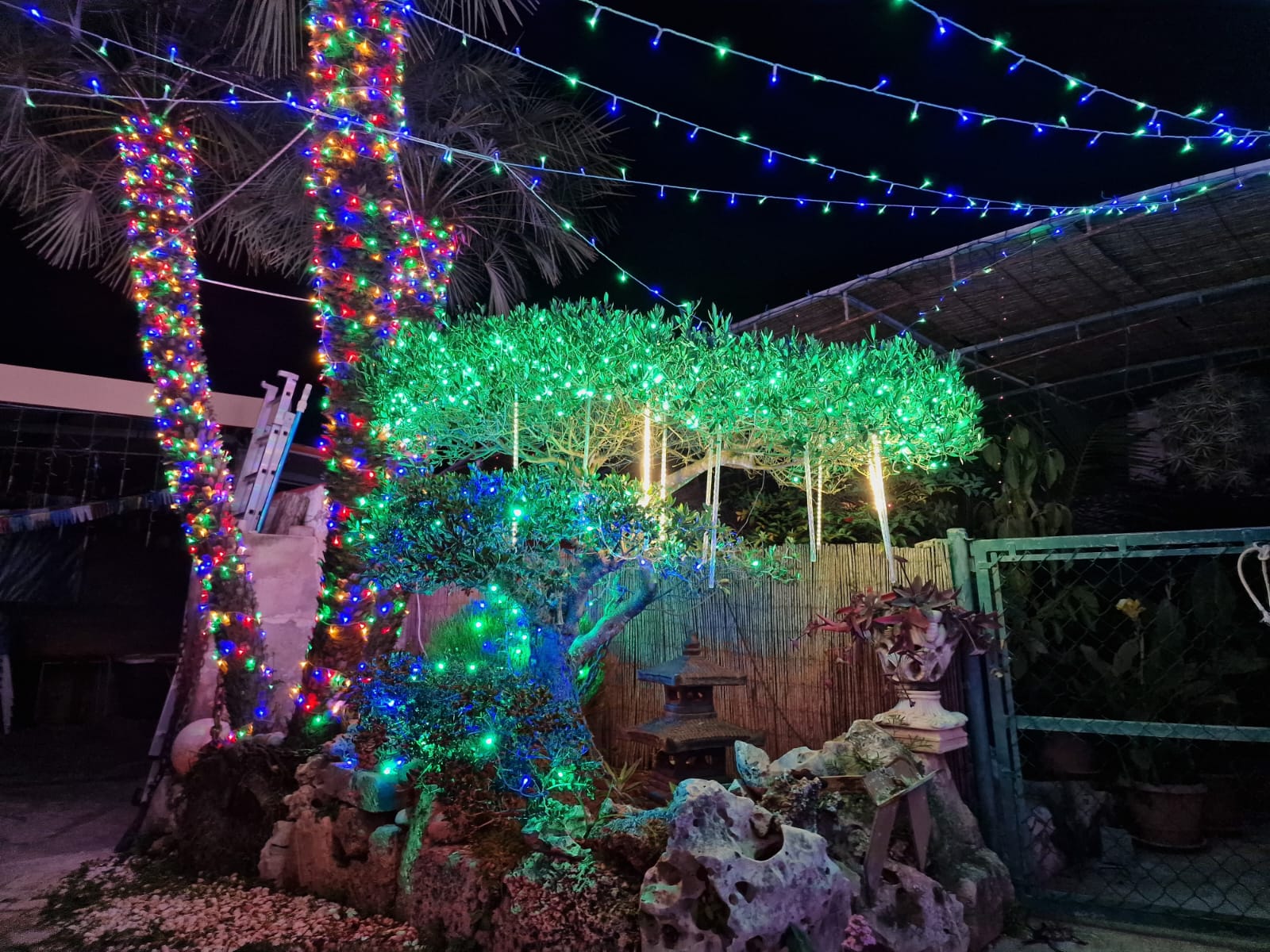Iluminación navideña en el jardín de Celeste y Marcos
