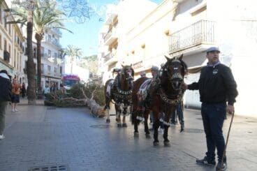 Acto del traslado del pino en Xàbia