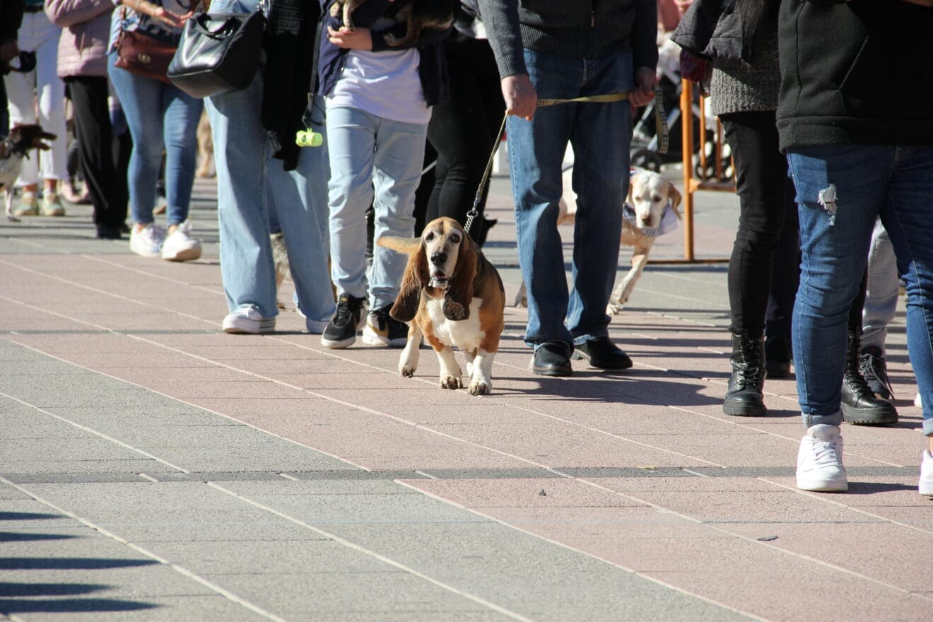 Bendición de animales Sant Antoni 2023 (35)