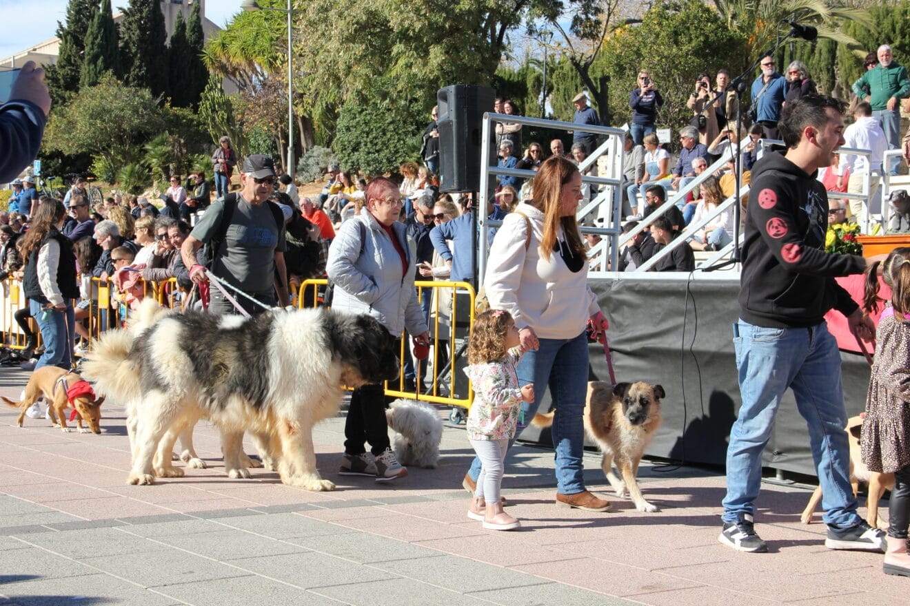 Bendición de animales Sant Antoni 2023 (37)