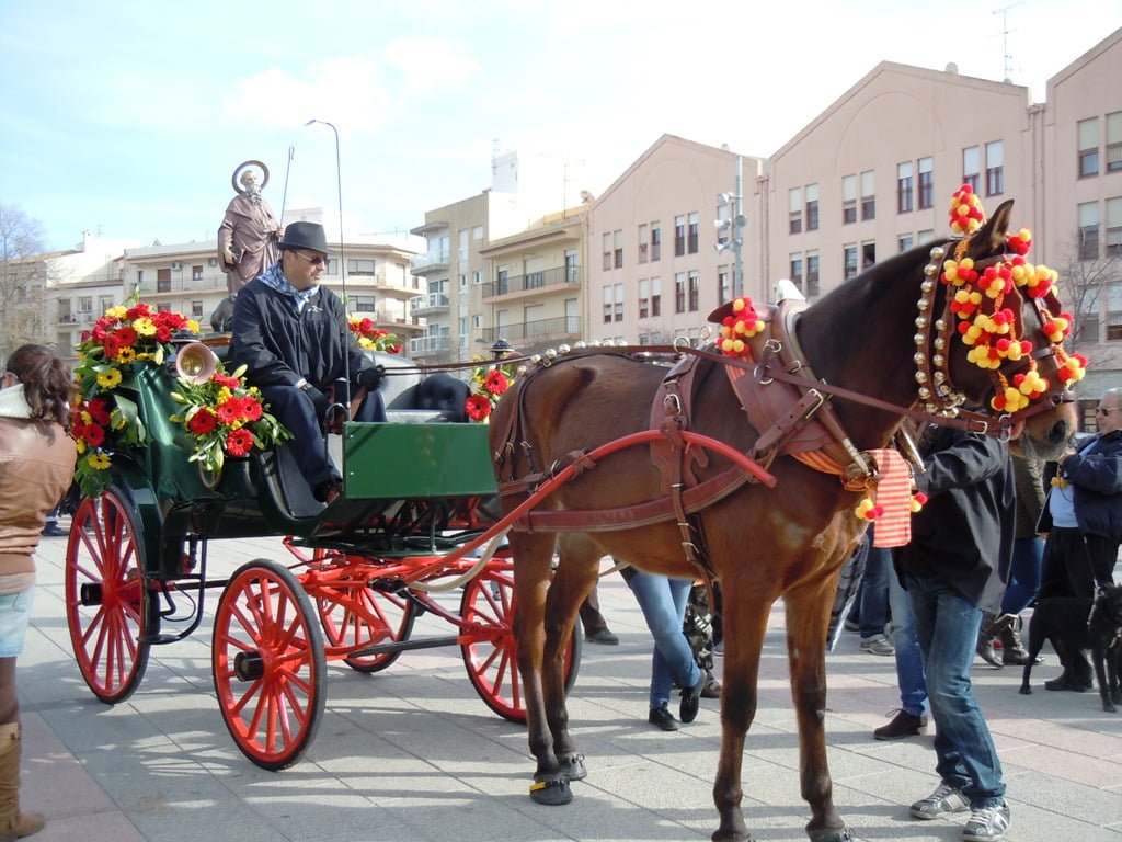 Desfile de caballerías en las fiestas de Sant Antoni en Xàbia