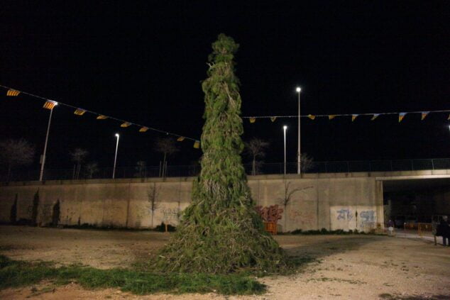 Imagen: El pino que se quemará como simbolo del acto de las fiestas de Sant Antoni