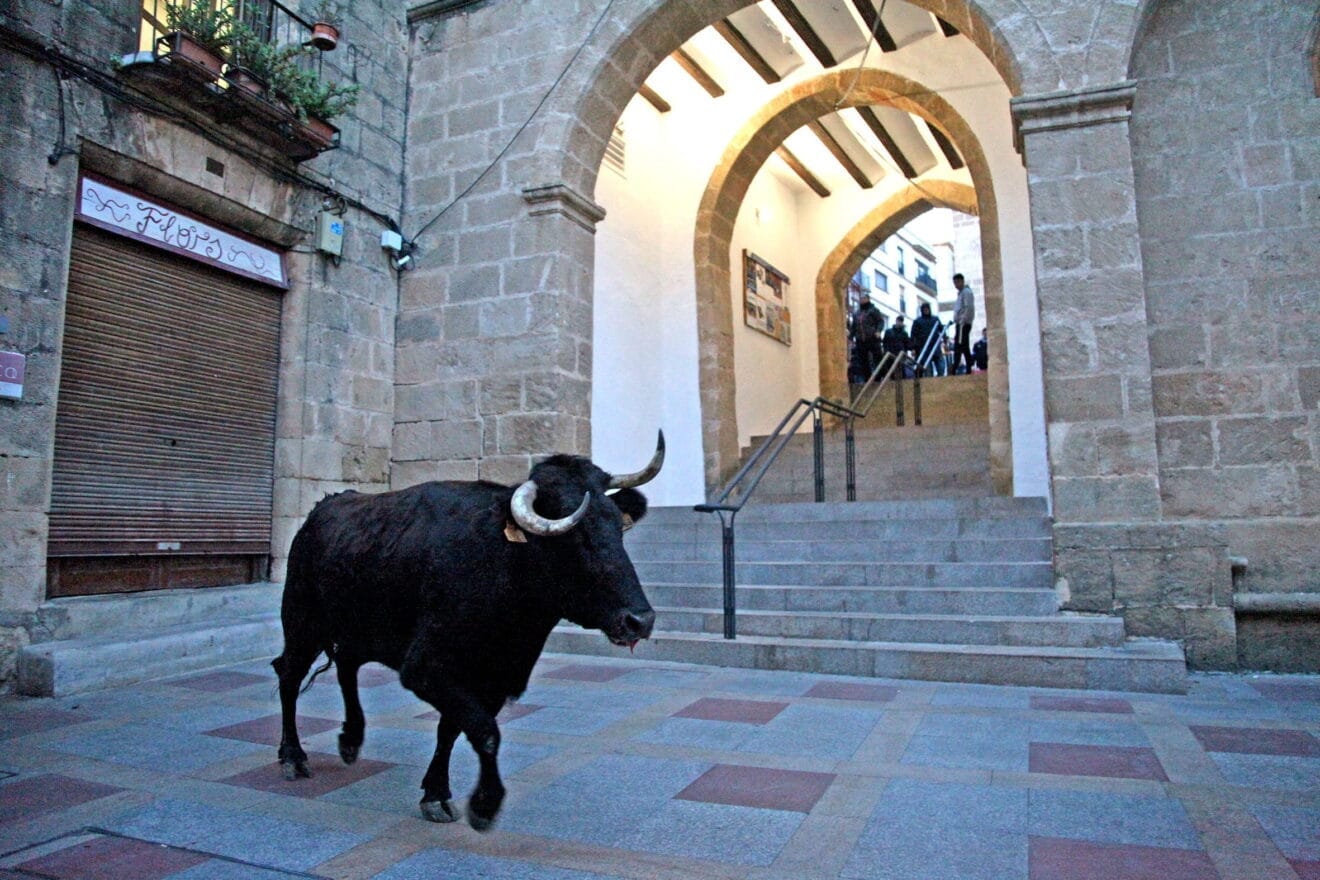 Primera sesión taurina de las fiestas de Sant Sebastià 2023 Xàbia (16)