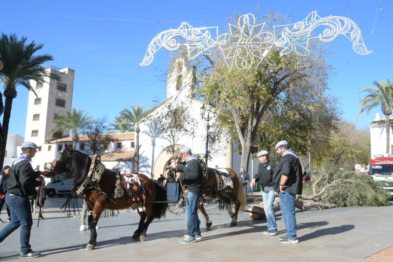 Traslado del Pino en Xàbia