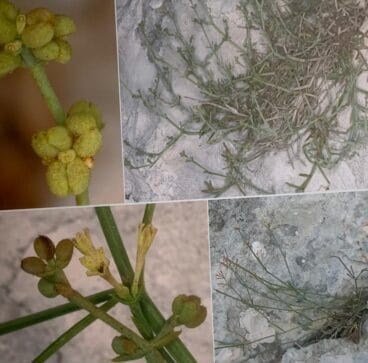 Asperula Paui