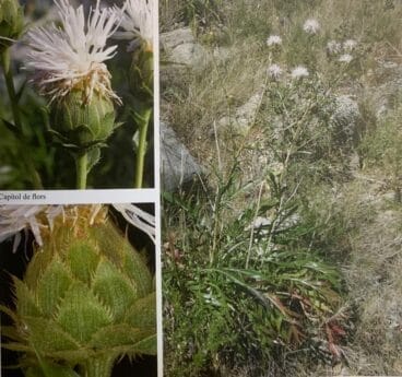 Carduncellu dianius