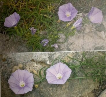 Convolvulus valentinus