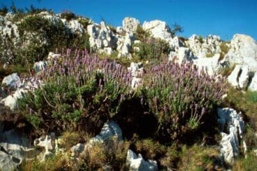 Flora en Xàbia