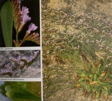 Limonium interjectum