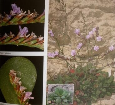 Limonium rigualii
