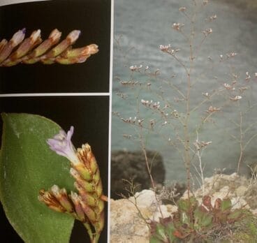 Limonium scopulorum