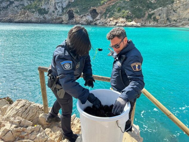 Imagen: Los agentes devuelven al mar los erizos capturados por los buceadores
