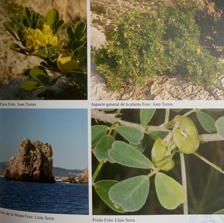 Medicago citrina