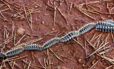 Orugas cubiertas de pelos urticantes