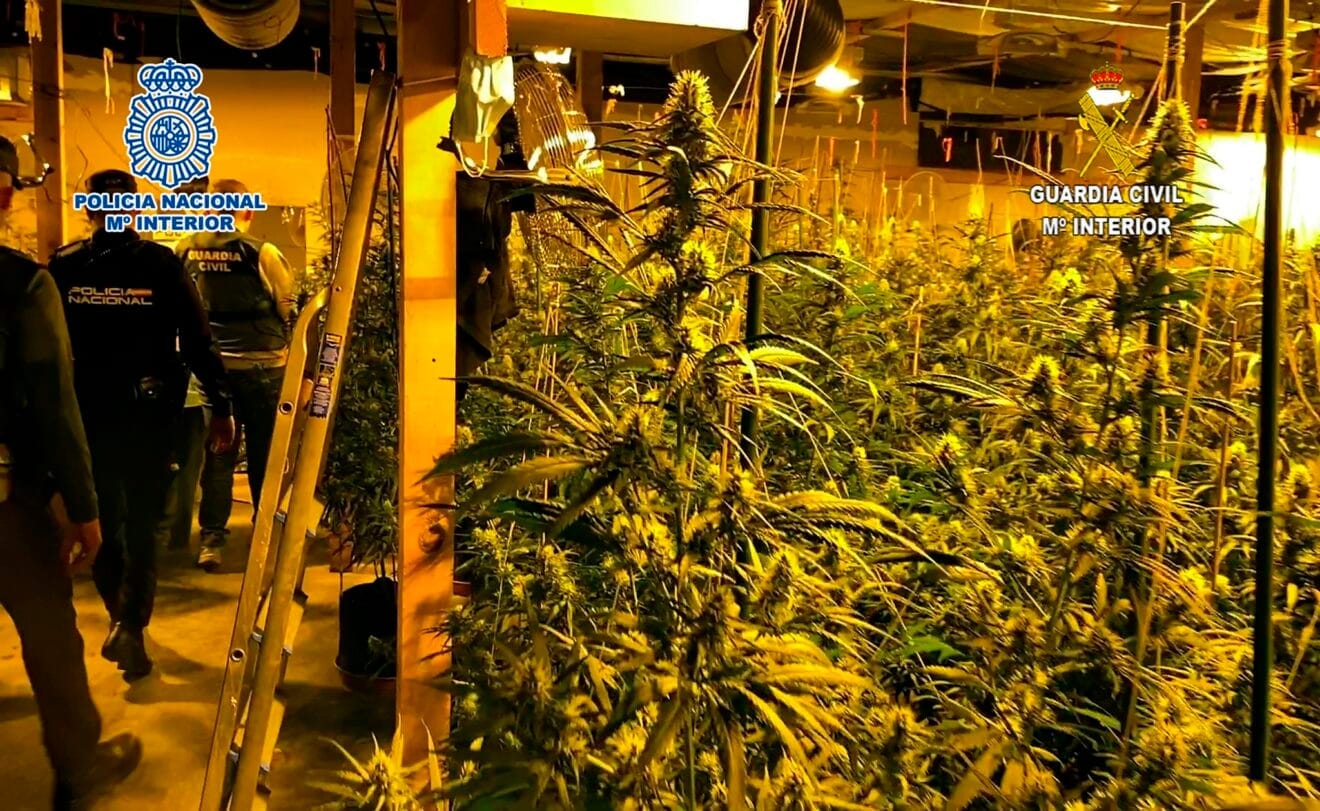 Plantación de marihuana de la banda que operaba en Xàbia