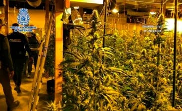 Plantación de marihuana de la banda que operaba en Xàbia