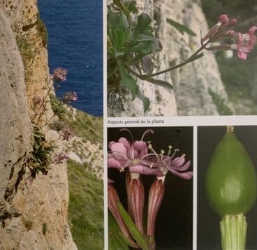 Silene hifacensis