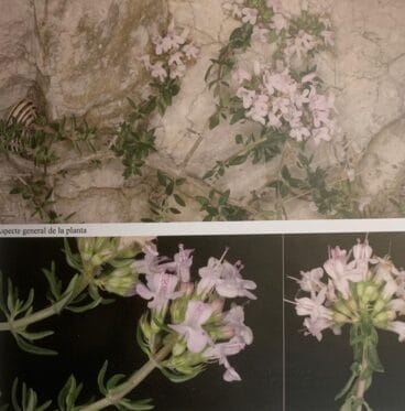Thymus webbianus rouy
