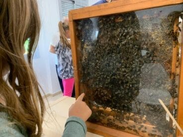 Abejas trabajando en un panañ