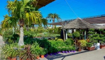 Dónde comprar plantas en Jávea – Montgó Verd