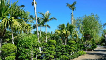 Montgó Verd centro de referencia en jardinería y paisajismo