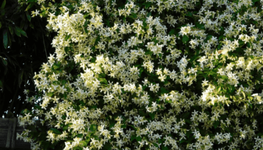 Plantas con flor para transformar tu jardín en un oasis