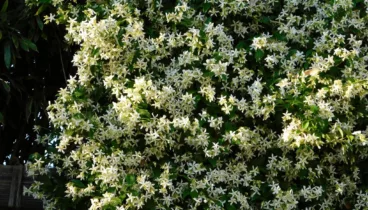Plantas con flor para transformar tu jardín en un oasis